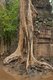 Cambodia: Ta Prohm with its famous trees growing over the ruins, Angkor