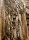 Cambodia: Tree roots completely ensnare a temple corridor at Ta Prohm, Angkor